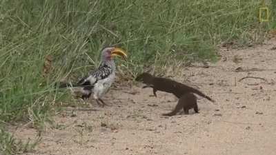 A mutualistic relationship has evolved between common dwarf mongooses and southern yellow-billed hornbills. The hornbills seek out the mongooses in order for the two species to forage together and to warn each other of nearby raptors and other predators. 