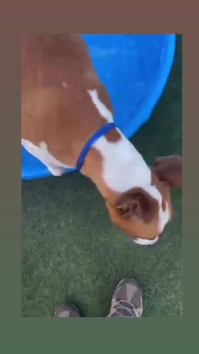 LAST DAY! LAST CHANCE FOR REN! TODAY, TUESDAY 10/21 is her last day to find an ADOPTER or FOSTER/RESCUE/PLEDGES. EUTHANASIA LIST at Orange County Animal Services in ORLANDO, FL. Please dm me if you can foster Ren for a rescue. Please help!