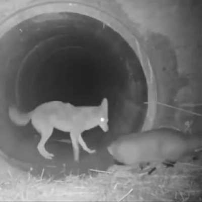 Coyotes and badgers that hunt together are both more effective at getting food. For instance, observations in Wyoming have revealed that coyotes that team up with badgers save energy and likely time by not having to search, chase, and stalk Uinta ground s