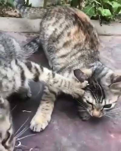 No sharing