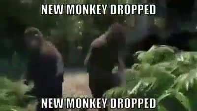 NO WAY NEW MONKE SPECIES?