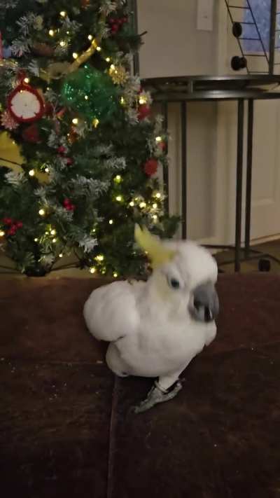Holiday cheer!