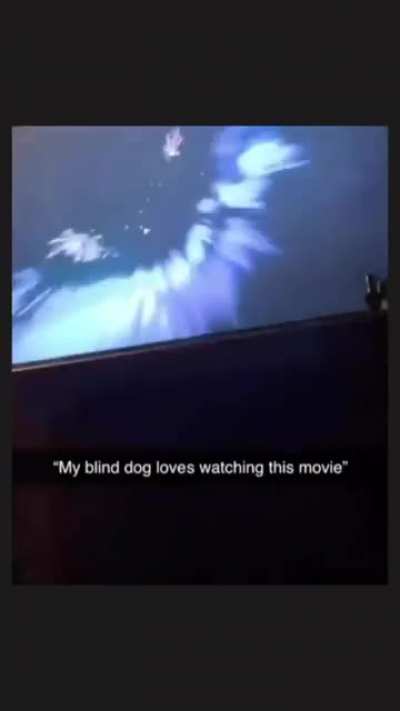 Blind dog loves watching movies