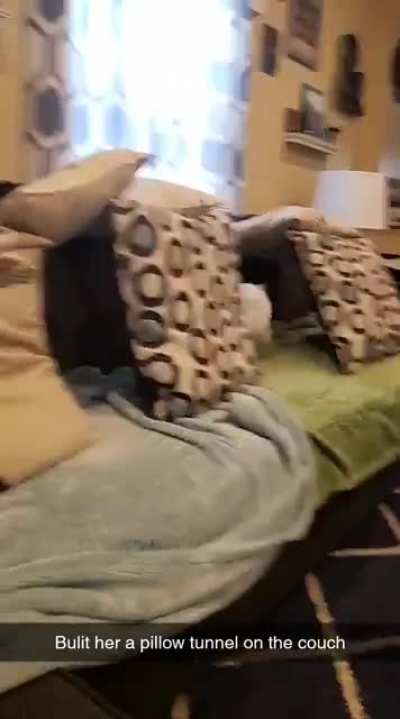 Velvet loves it when I build her pillow tunnels on the couch