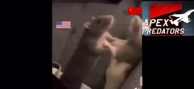 Apex Predators In A Nutshell