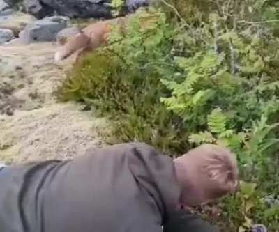 Playful fox