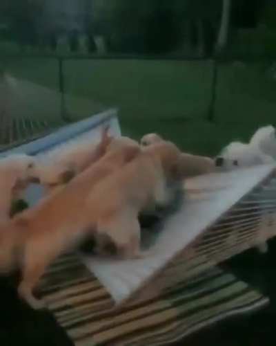 Relaxing on a hammock