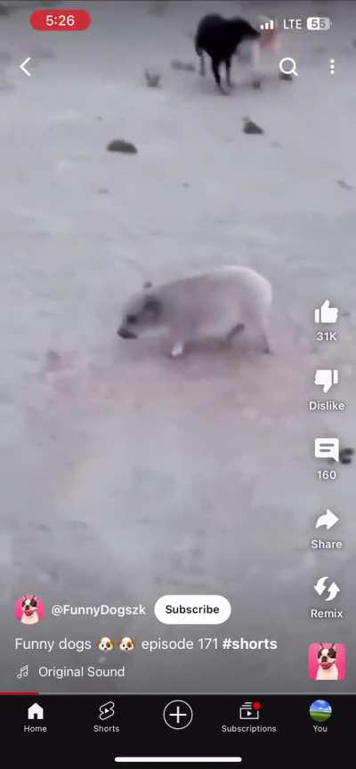 Pig