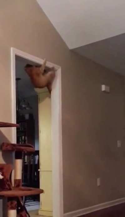 Orange cat behavior