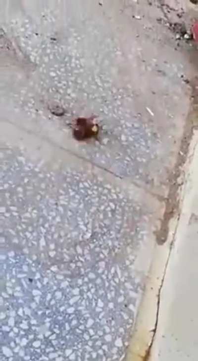 What happens when a wasp and a cockroach fight to the death