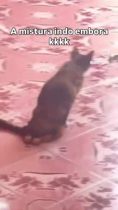 O gato com freio de mão puxado