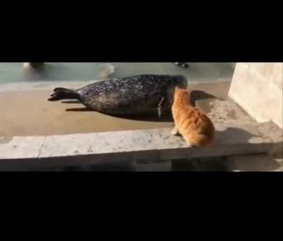 Episode III: Revenge of the Seals