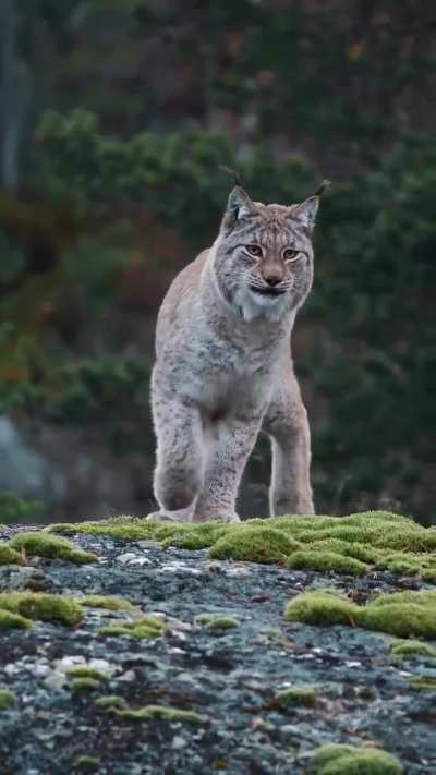 🔥 Ghost of the Northern Forests: The Eurasian Lynx