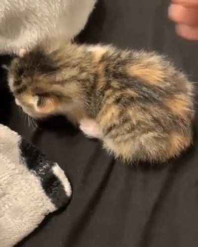 Kitten barrel roll