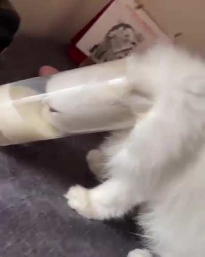 Friends cat NEEDED that milk