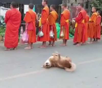 Doggo stops working