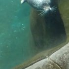 Going for a swim when suddenly.