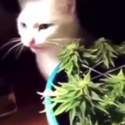 Doped pussy