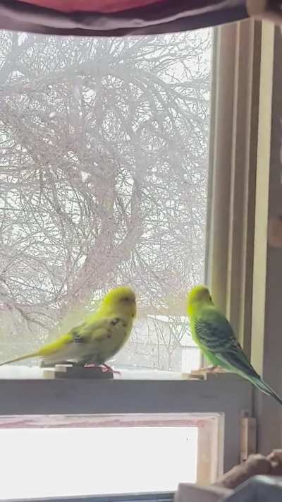 Baby and Bonnie watching the snow