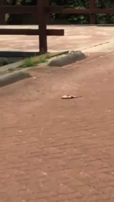 Found a to be eaten fish