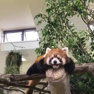 Red panda is a carnivoran native to the eastern Himalayas & southwestern China. Listed as Endangered on the IUCN Red List because the wild population is estimated at fewer than 10,000 mature individuals and continue to decline due to habitat loss &amp
