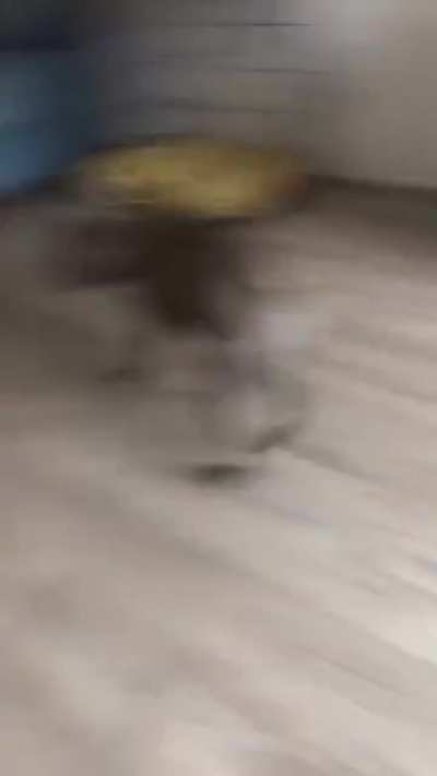 Fucking dogs...