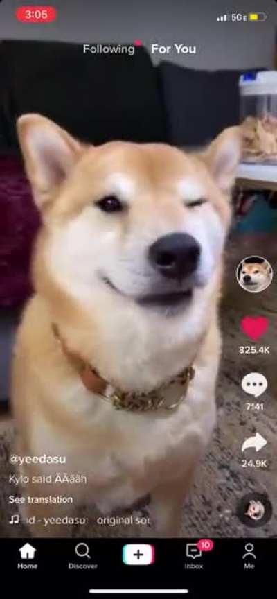 This dog sounds like the moaning prank audio (sorry for the tik tok sh*t)