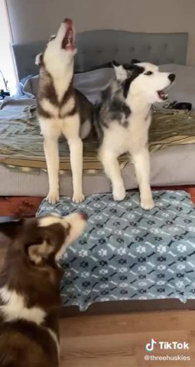 3 dogs, 1 brain cell, 100% drama