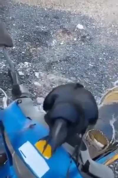 Press crow to crow