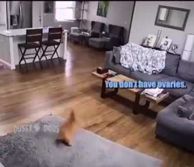The zoomies and the greebles altogether