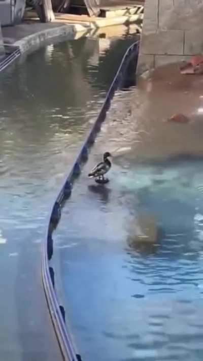 Wait for it