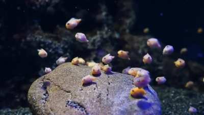 Don't see many fish in this sub, so how about some baby balloon lumpfish?