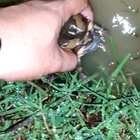 Just wanted to show you how noisy our neighbors are