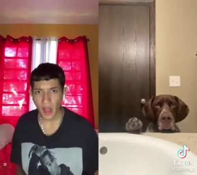 WTF el perro