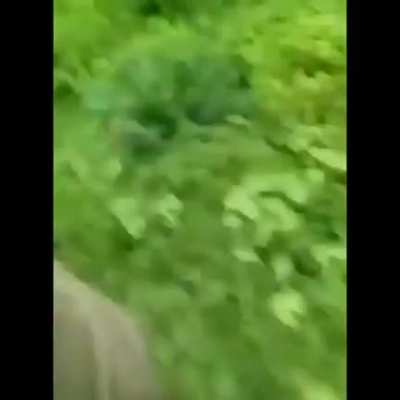 Tiger attack