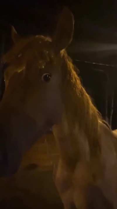 kkkkkkkk cavalo bizarro da porra