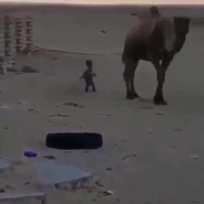 Kid vs Camel