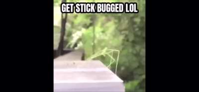 Get Stick Bugged Lol