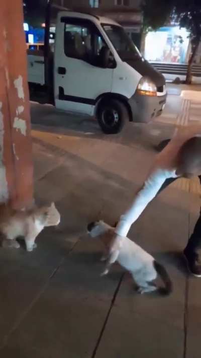Man breaks up a cat fight 
