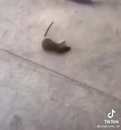 Random videos I found on my folder part 18