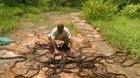 Man rescue 285 snakes and release them in jungle.