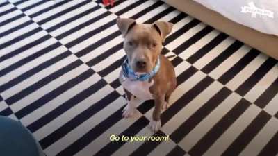 Starving Pittie transforms into the bounciest puppy