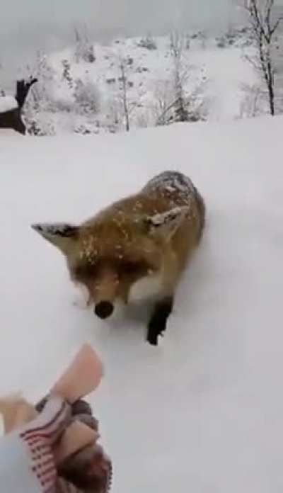 Feeding a fox