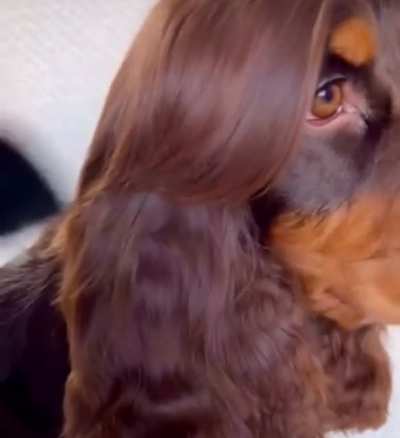 At the groomer: “Yo, give this good boi that JLo circa 2002 look…”