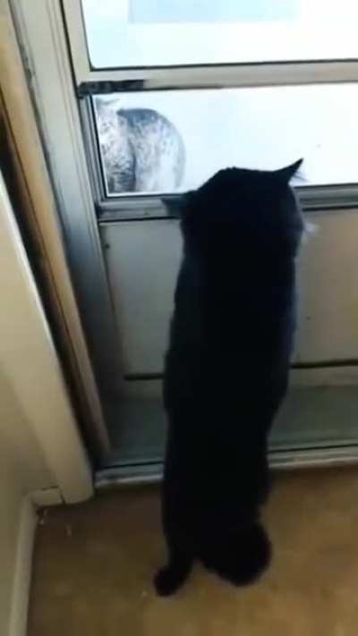 This cat had so much hate the Oxygen flow to it's brain Stopped