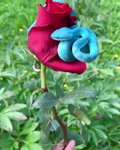 Strange blue snake beautifully fails to camouflage