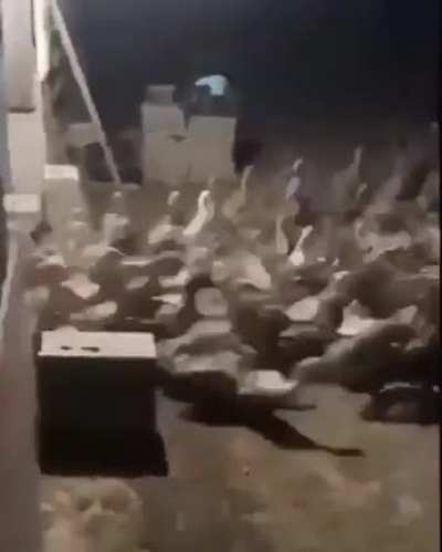 look at the number of ducks that come out