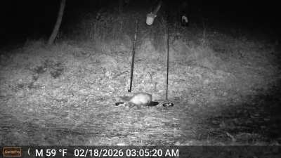 White spot on Opossum