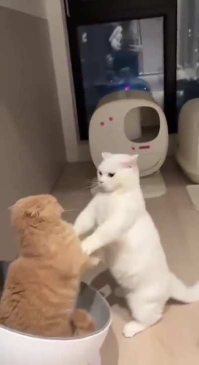I bet you've never seen such a violent fight before... 🤣Do you think they didn't share that seating area where the ginger cat sits or what?