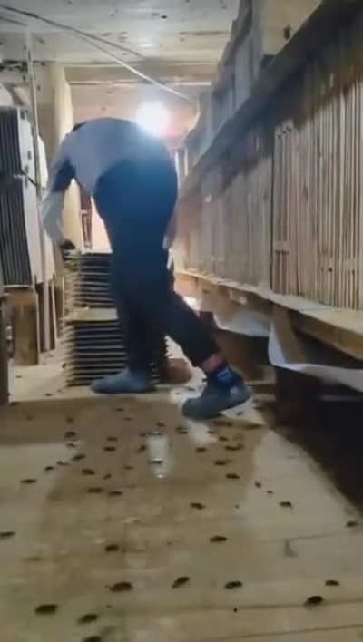 Cockroach sanctuary 
